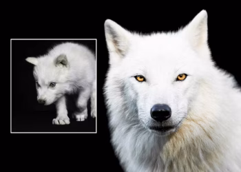 Romulo y remo lobos terribles